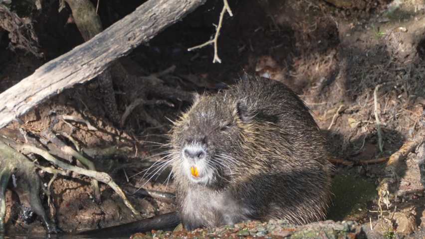Giant nutria, myocastor coypus with distinctive large orange teeth bathing on the shore in front of its burrow home, scratching with its little claws in a swampy lakeside environment, close up shot. | Shutterstock HD Video #1097201407