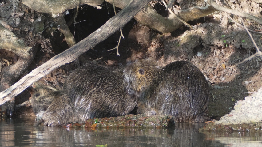 Massive group of nutria, myocastor coypus bathing in front of their burrow home, preening and grooming each other's wet fur with one returned from swimming to join the colony of cleaning. | Shutterstock HD Video #1097201621