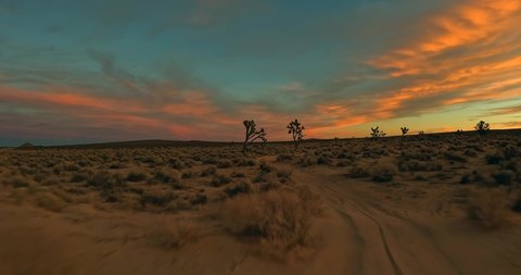 Stunning sunset in the Mojave Desert - fast first-person view flight between Joshua trees in this iconic landscape Stock Video