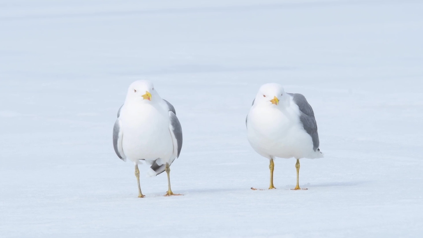 Two seagulls laughing while standing in the snow on a bright sunny day. European herring gull, Larus argentatus.