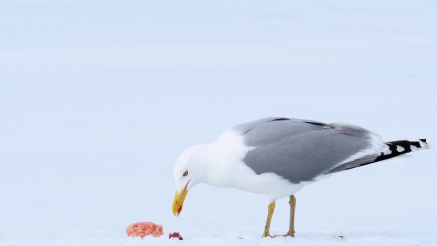 Seagull eating fish guts and screaming when another seagull flies next to him. European herring gull, larus argentatus.