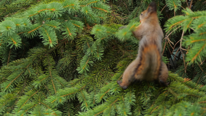 Squirrel with nut in mouth is jumping on fir tree branches in park. Fluffy rodent eats more before cold winter season. Autumn day in forest.