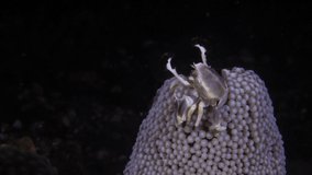 Spotted Porcelain Crab -Neopetrolisthes maculatus lives on an anemone and catches tiny stuff at night. Underwater macro life of Tulamben, Bali, Indonesia.