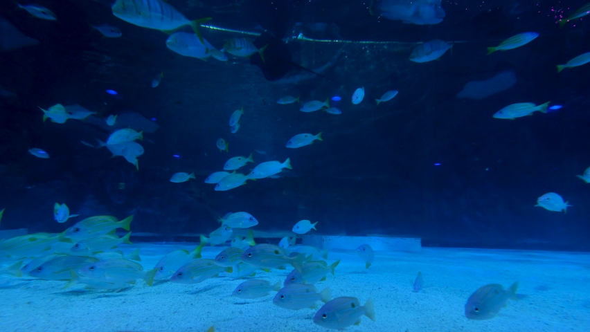 Aquarium and a variety of fish are swimming and there are huge sharks and stingrays. | Shutterstock HD Video #1097207101