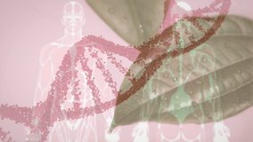 Animation of dna strand over digital human models and leaf on pink background. Global medicine, science and digital interface concept digitally generated video.