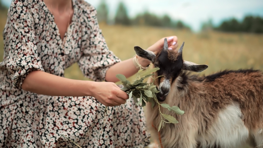 Woman Lifestyle On Farm Ranch. Happy Girl Countryside Farmland. Cute Goat Eating Grass. Woman Relaxing On Farm.Lady Relaxing On Ranch Feed Animal. Agricultural Business Western America. Milk Goat Farm | Shutterstock HD Video #1097210377
