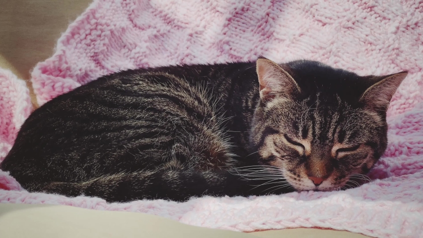 Beautiful female adult tabby cat sleeping on pink knitted blanket at home, lovely adorable pet portrait, knitting for pets and domestic life concept Royalty-Free Stock Footage #1097211125