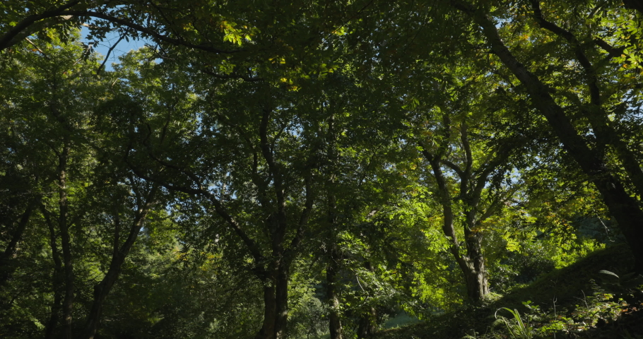 Bottom View From Foliar Forest Summer Sunny Day. Beautiful Landscape. Green Colors. Summer Deciduous Forest.