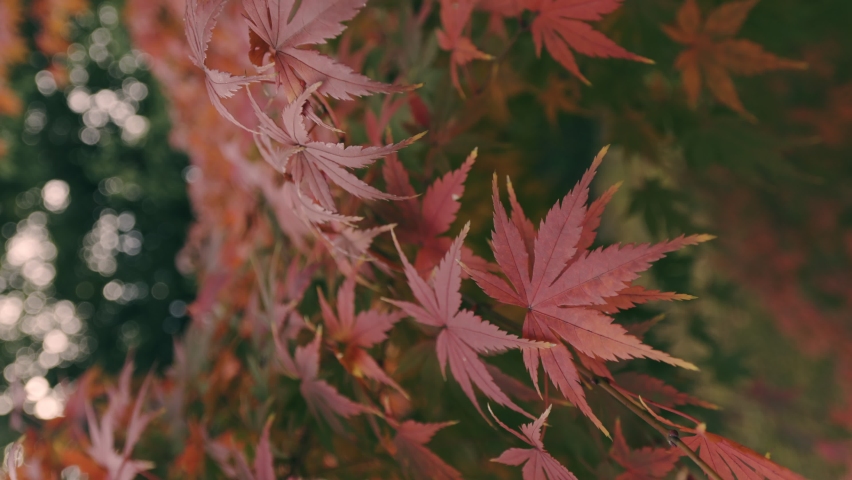 Dramatic view of red maple leaves on a tree blowing in wind in autumn or fall, Nature or travel, Nobody, Vertical video for smartphone footage | Shutterstock HD Video #1097216701