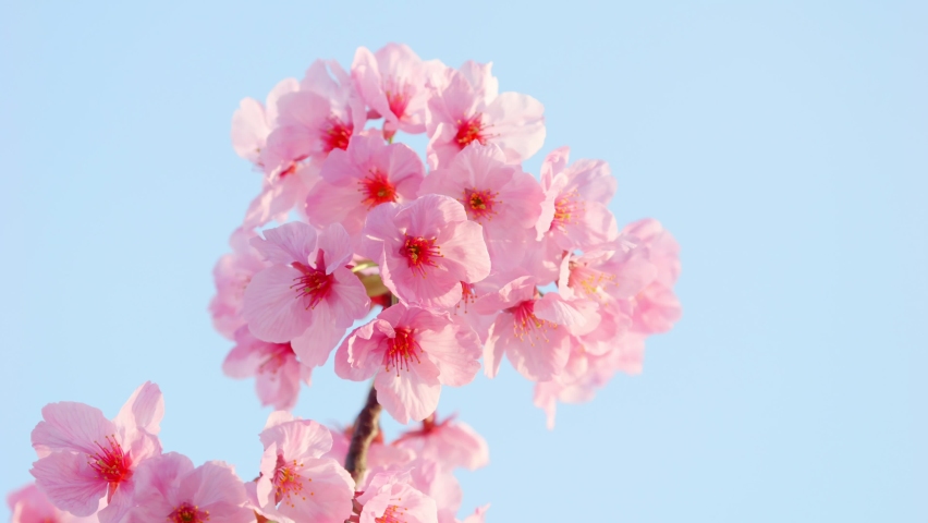 Cherry blossom flowers blowing in wind in spring, A beautiful Japanese tree branch with cherry blossoms, Sakura, Slow motion, Nobody | Shutterstock HD Video #1097217163