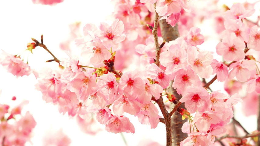 Cherry blossom flowers blowing in wind in spring, A beautiful Japanese tree branch with cherry blossoms, Sakura, Slow motion, Nobody | Shutterstock HD Video #1097217165
