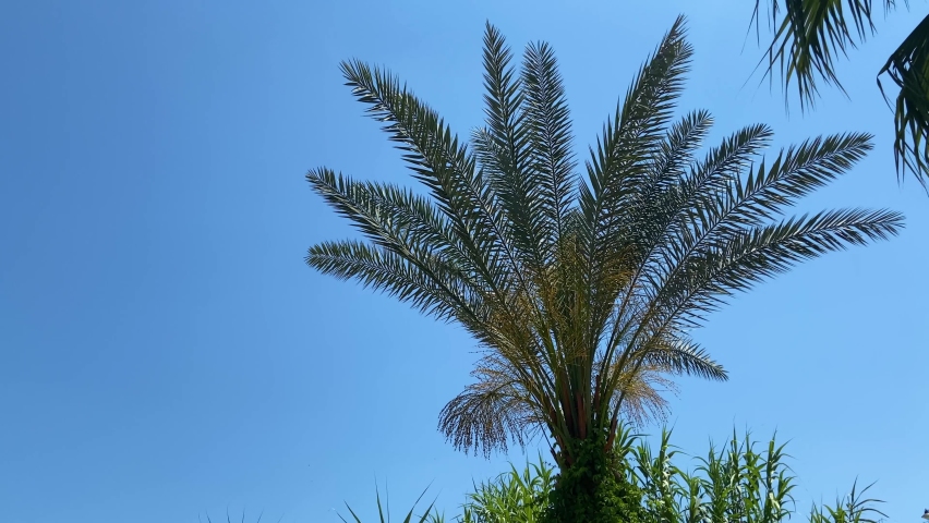 A beautiful lush palm tree develops in the wind against a clear blue sky closeup concept, the wind shakes the green lush palm branches, tropical panoramic view | Shutterstock HD Video #1097217391