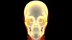 Human Skeleton System Skull Bone Parts Zygomatic Bone Anatomy Animation Concept. 3D