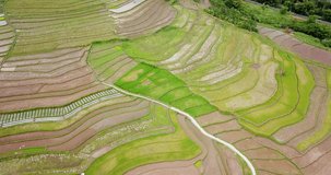 Aerial shot of Tropical rice field. agricultural industry. indonesian nature. 