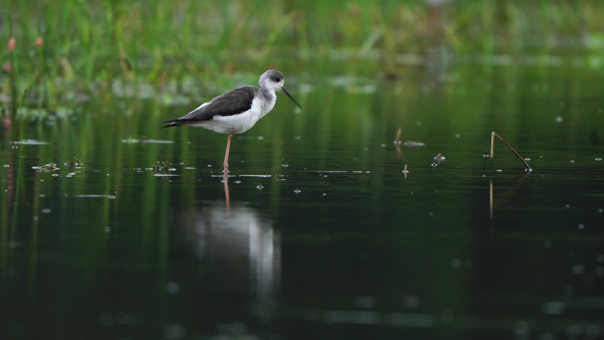 Black winged Stilt birds in Thailand and Southeast Asia. 