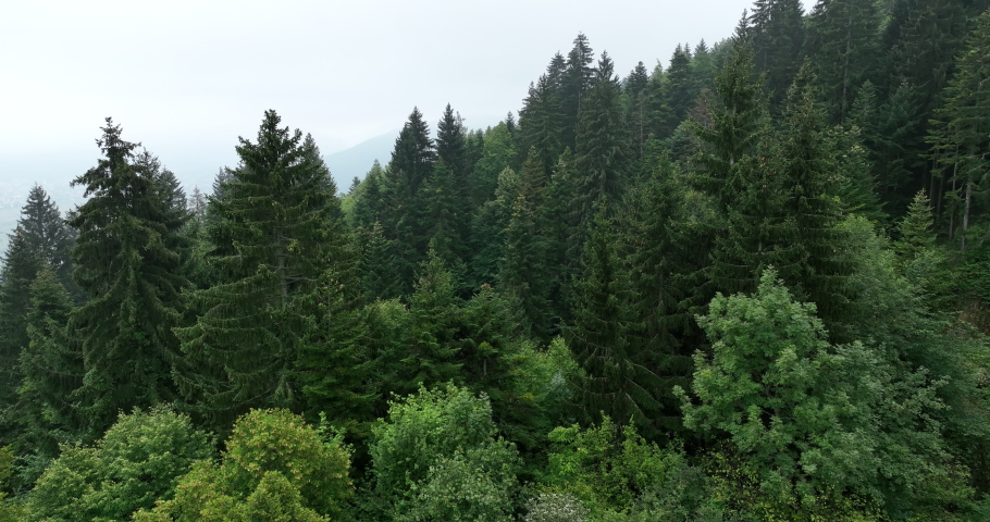 Rainy weather in mountains. Misty fog blowing over pine tree forest. Aerial footage of spruce forest trees on the mountain hills at misty day. Morning fog at beautiful forest.  | Shutterstock HD Video #1097223693