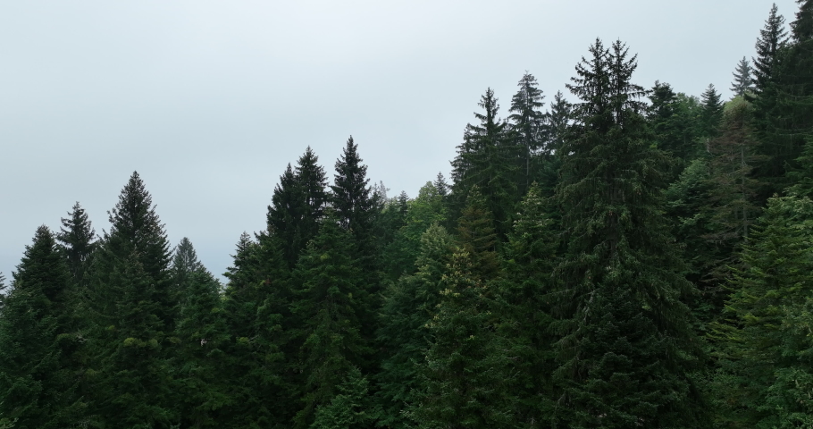 Rainy weather in mountains. Misty fog blowing over pine tree forest. Aerial footage of spruce forest trees on the mountain hills at misty day. Morning fog at beautiful forest.  | Shutterstock HD Video #1097223709