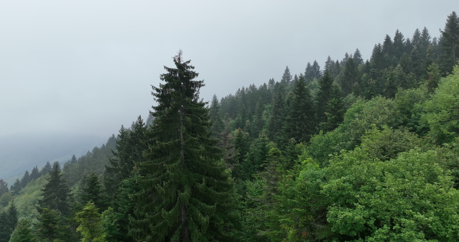 Rainy weather in mountains. Misty fog blowing over pine tree forest. Aerial footage of spruce forest trees on the mountain hills at misty day. Morning fog at beautiful forest.  | Shutterstock HD Video #1097223719