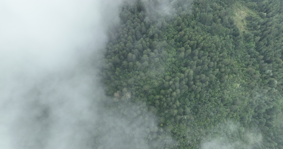 Rainy weather in mountains. Misty fog blowing over pine tree forest. Aerial footage of spruce forest trees on the mountain hills at misty day. Morning fog at beautiful forest.  | Shutterstock HD Video #1097223741