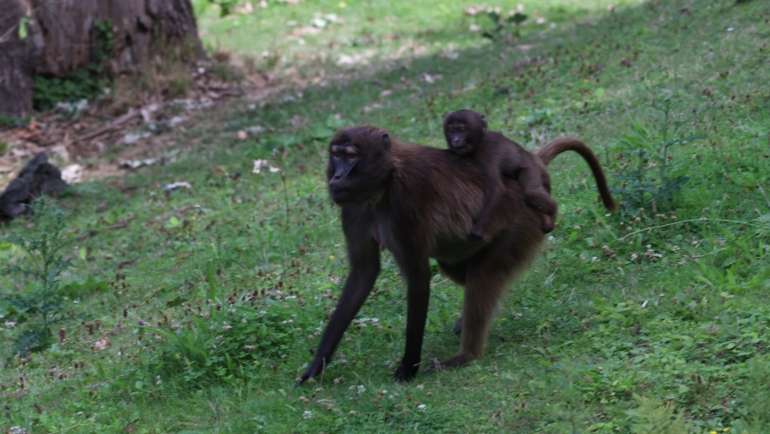 The gelada (Theropithecus gelada) monkeys, a female carrying a young one on her back. | Shutterstock HD Video #1097224035