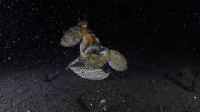 A very rare video of mating Coconut Octopuses - Amphioctopus marginatus at night. Underwater life of Tulamben, Bali, Indonesia.