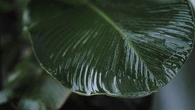 wet green tropical leaves, it is raining - Powered by Shutterstock - Get 15% off with code: PIKWIZARD15