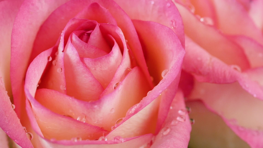 Close-up of fresh beautiful roses watering drops of summer rain.selective focus.caring for flowers. rose water drops macro. slow motion flower greenhouse | Shutterstock HD Video #1097235845