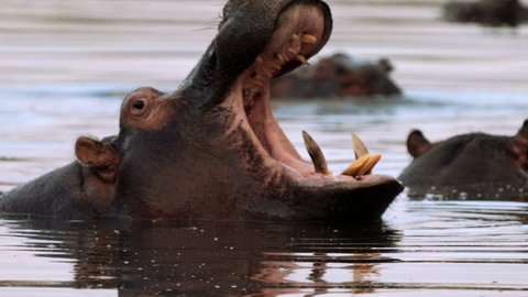 Close up of Hippo in the lake water, in Kruger National Park, South Africa: stockvideo