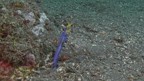 A ribbon eel hid in a hole under a rock.
Ribbon Eel Rhinomuraena quaesita IP, 120 cm. ID: juveniles black with yellow dorsal fin, adult males bright blue, females (rarely seen) yellow