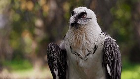 Bearded Vulture, Gypaetus barbatus, detail portrait of rare mountain bird. Close-up portrait of beautiful mountain bird. Slow motion 120 fps video, ProRes 422 high quality