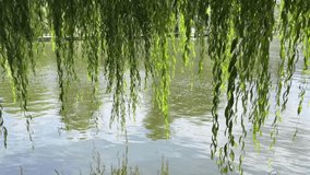 Video of willow tree leaves gently swaying over the river Severn in Shrewsbury England