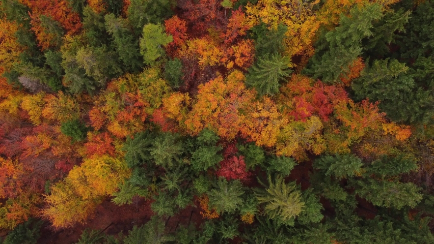 Aerial view of the landscape playing with all the colours of the autumn season during a warm sunset. Deciduous trees playing in yellow, orange, red and green. Lungs of the earth | Shutterstock HD Video #1097254677