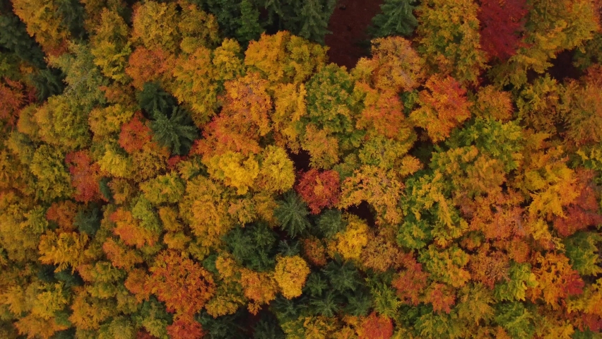 Aerial view of the landscape playing with all the colours of the autumn season during a warm sunset. Deciduous trees playing in yellow, orange, red and green. Lungs of the earth | Shutterstock HD Video #1097254679