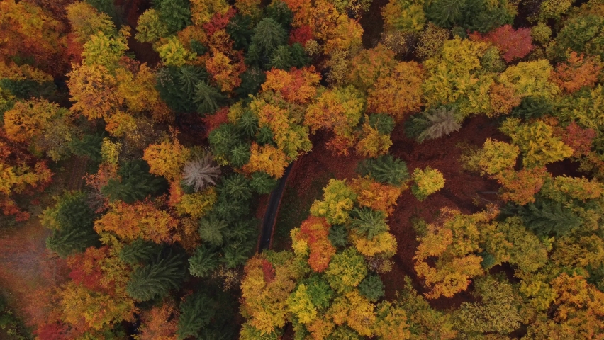 Aerial view of the landscape playing with all the colours of the autumn season during a warm sunset. Deciduous trees playing in yellow, orange, red and green. Lungs of the earth | Shutterstock HD Video #1097254681