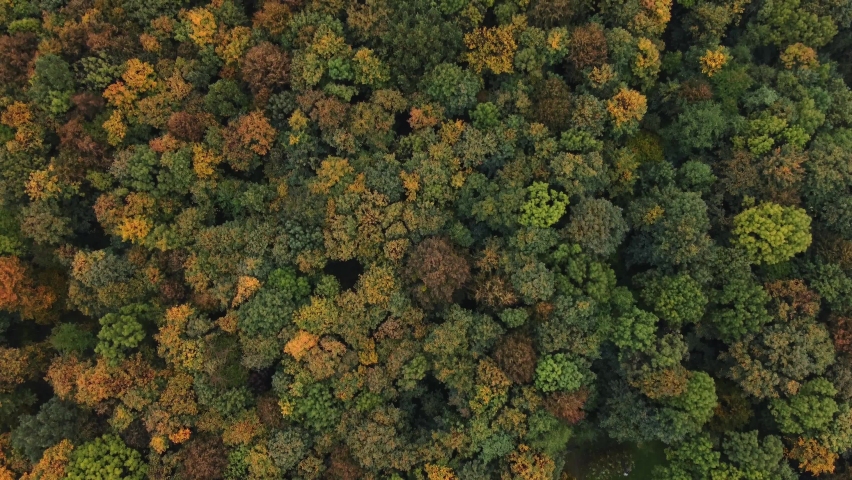 Aerial view of the landscape playing with all the colours of the autumn season during a warm sunset. Deciduous trees playing in yellow, orange, red and green. Lungs of the earth | Shutterstock HD Video #1097254683