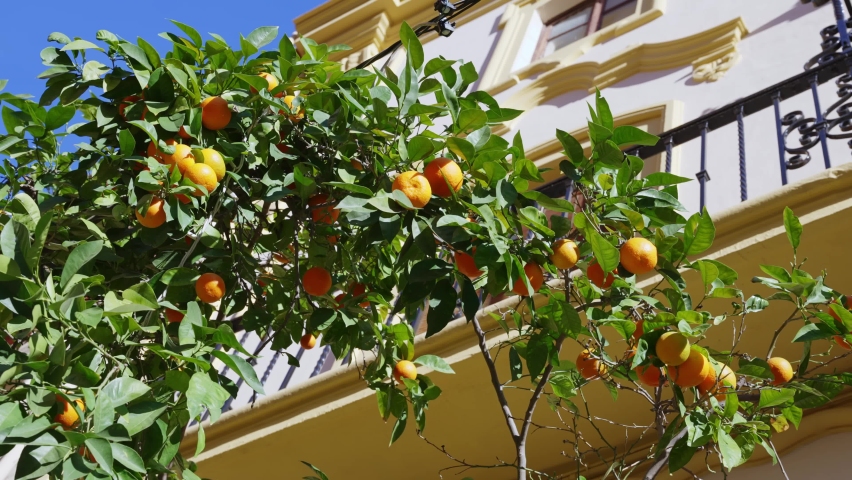 The famous orange trees in Seville  Royalty-Free Stock Footage #1097254699