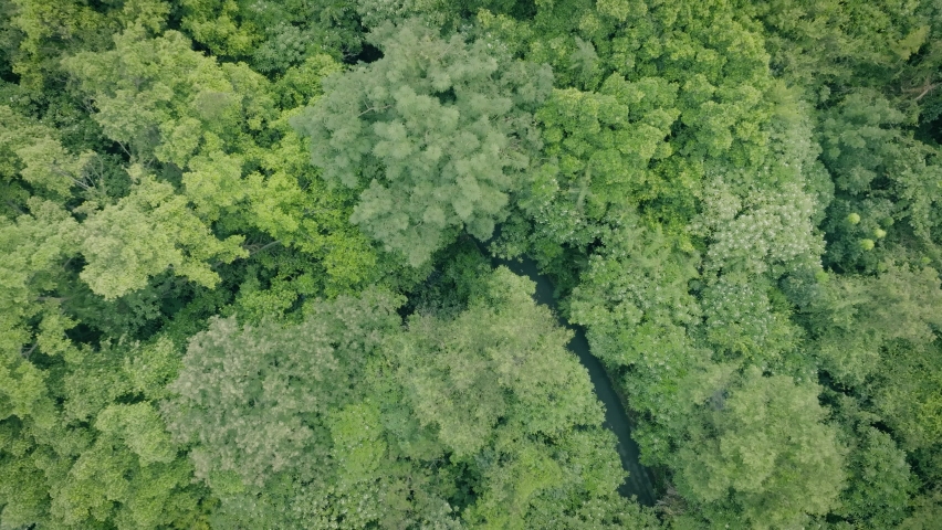 Aerial top view forest tree, Rainforest ecosystem and healthy environment concept and background, Texture of green tree forest view from above.	 | Shutterstock HD Video #1097257617