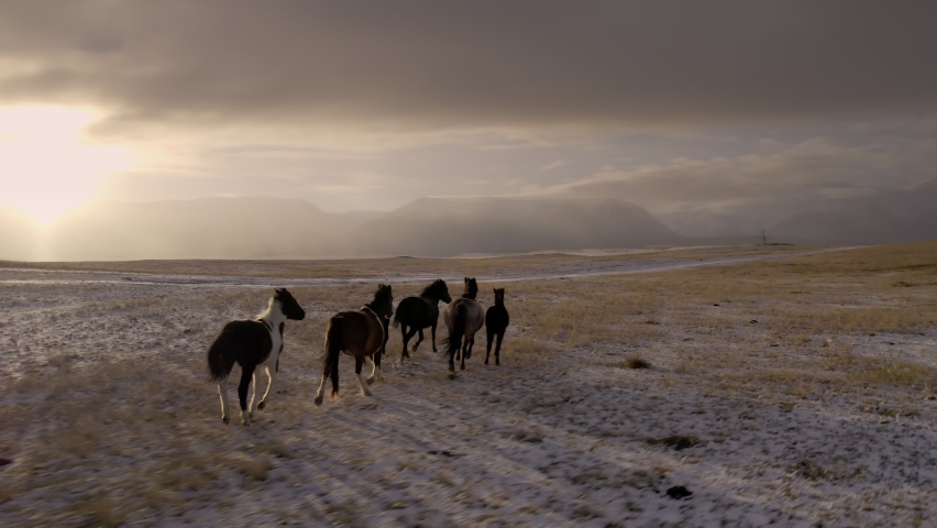 Close up drone video of herd of running horses in morning steppe. Altai mountains Royalty-Free Stock Footage #1097259667