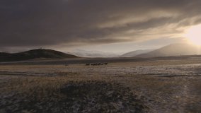 Drone video of herd horses running in morning steppe