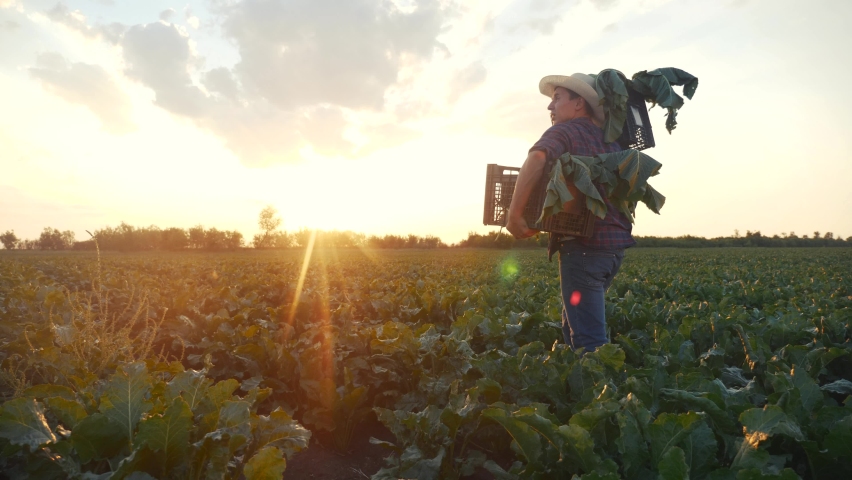 Man farmer with a box of fresh green vegetables walk through his field. agriculture farm organic business concept. a farmer with boxes harvests in his field business sunlight in agribusiness | Shutterstock HD Video #1097260231