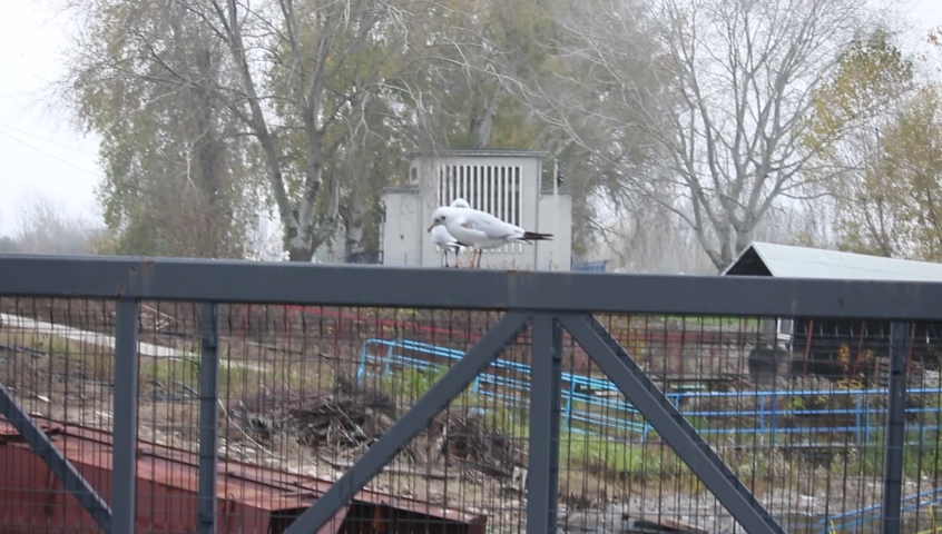 Seagulls on a river. Foggy day in late autumn. 