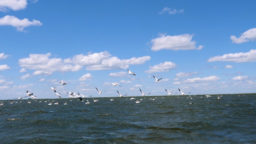 Pelicans flying in slow motion over the water in the Danube Delta. Large flock of pelicans birds flying over blue lake in natural environment. Great White Pelicans. Birds with large wings. Sunny day