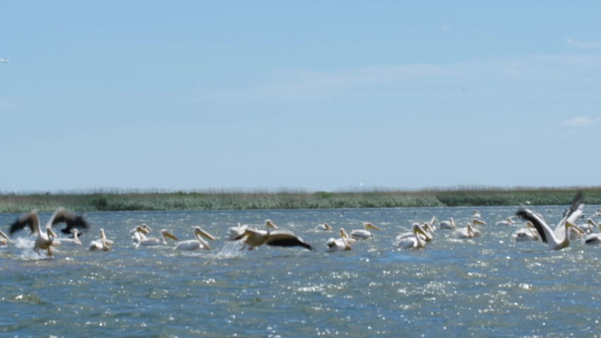 Pelicans flying in slow motion over the water in the Danube Delta. Large flock of pelicans birds flying over blue lake in natural environment. Great White Pelicans. Birds with large wings. Sunny day