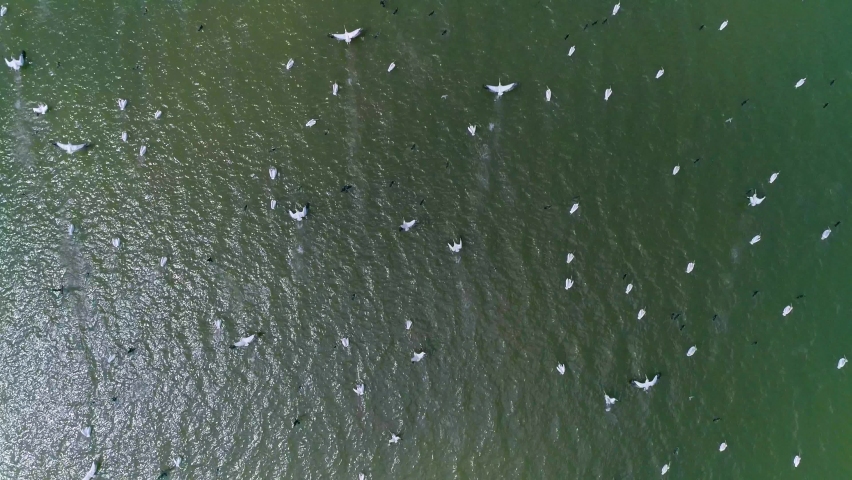 Flight above large flock of pelicans birds. Pelicans flying over the water in the Danube Delta. Large flock of pelicans birds flying over blue lake in natural environment. Great White Pelicans.