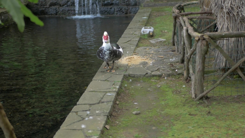 Beautiful black and white domestic duck moving next to the lake