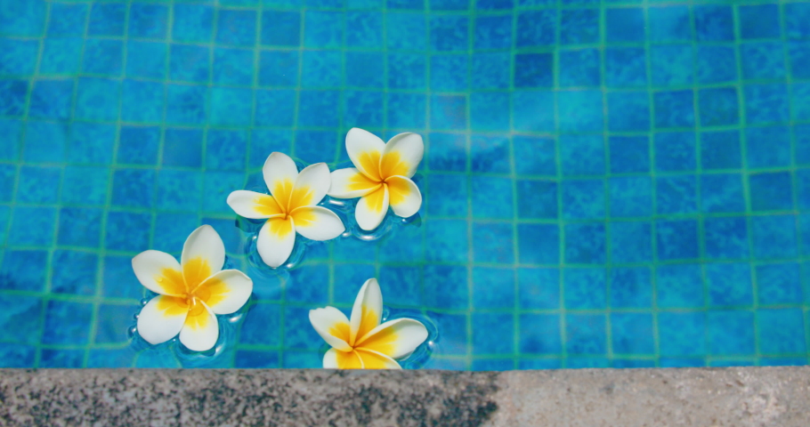 Water ripple in swimming pool with tropical frangipani plueria white flowers on a blue background. Pond edge. Tender plants. Relaxation. Top down view close-up. | Shutterstock HD Video #1097265045