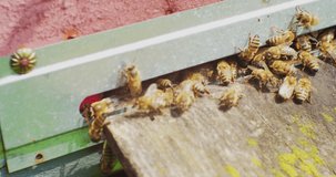 many bees work on a summer day, flying in and out of an old wooden hive. close-up.