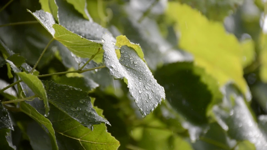 drops of summer rain fall on green vine leaves at sunset. drops hit large leaves and scatter with water dust. beauty in nature