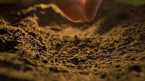 close up of farmers hand planting pumpkin seeds in the ground Fertile ground in which seeds are planted, cultivation in black soil with selective focus. Natural Organic Soil Agriculture. sunrise light วิดีโอสต็อก