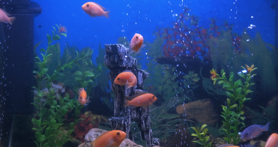 Fish on stones in aquarium. A view of aquarium water with stones and plants with cichlids in the room. | Shutterstock HD Video #1097272639